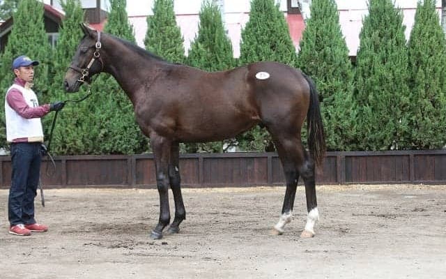 ディープ産駒サトノペルセウス、門別で9馬身差デビューV　セレクト1.7億円の高額馬