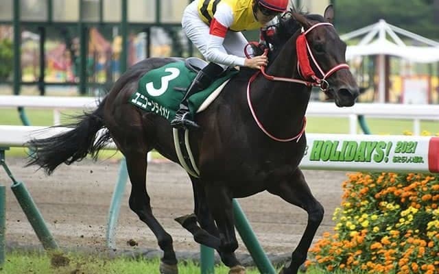 G1戦線を席巻する名馬を続々輩出　欧州最高のセリにキングマン産駒43頭など超豪華なラインナップ！