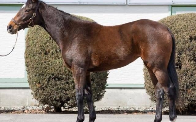 半兄は香港G1の覇者ウインブライト！　ウインエクレールが田辺裕信騎手でデビュー/関東馬メイクデビュー情報