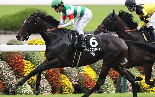 【先週のJRA抹消馬】トゥザグローリーの半弟トゥザフロンティア、天皇賞・春に出走したジャコマルなど