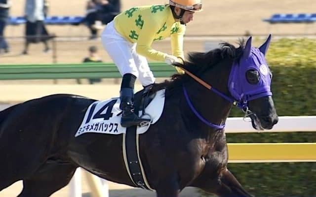 【門別競馬情報】大注目の「連勝馬」が相次ぎ登場！11R「第35回愛別きのこフェス特別」＝転入7連勝めざす8トウカイラルゴ、12R「モーリス・プレミアム」＝2グリントビート転入9連勝なるか/地方競馬情報