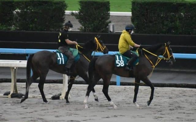 ヴェールランスなど、先週のゲート試験/栗東トレセンニュース
