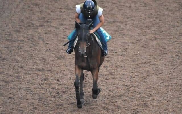 ジェンティルドンナの2019など、先週の入厩情報/栗東トレセンニュース