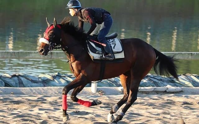 主戦・西川敏弘騎手「短距離選手から長距離選手に変える」　ハルノインパクトと目指す高知三冠！