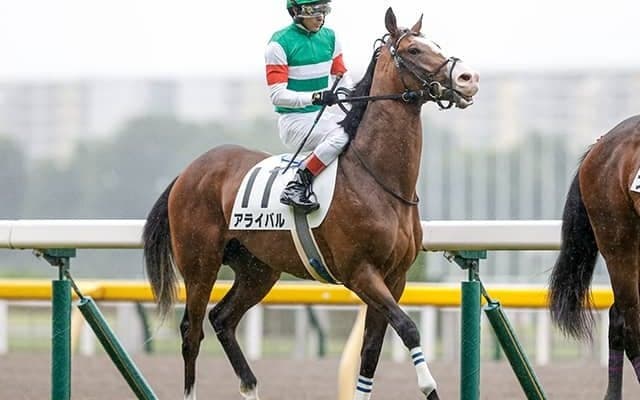 【新潟2歳S予想オッズ】単勝2.1倍で1番人気のアライバルにクレイドル、セリフォスが続く