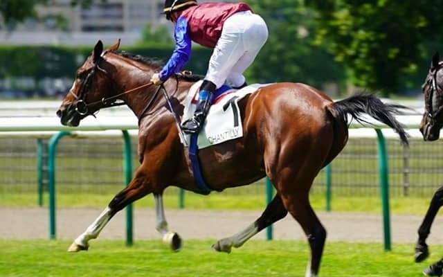【海外競馬】昨年の凱旋門賞2着馬インスウープが障害用種牡馬に