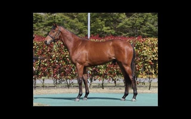 隆盛極めるノースヒルズの期待馬トゥデイイズザデイは「バネがあるのがセールスポイント」