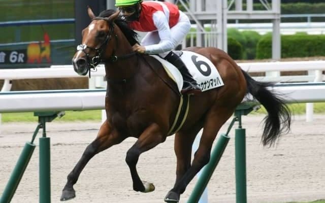 【小倉2歳S見どころ】新馬戦完勝のショウナンマッハが人気の中心か