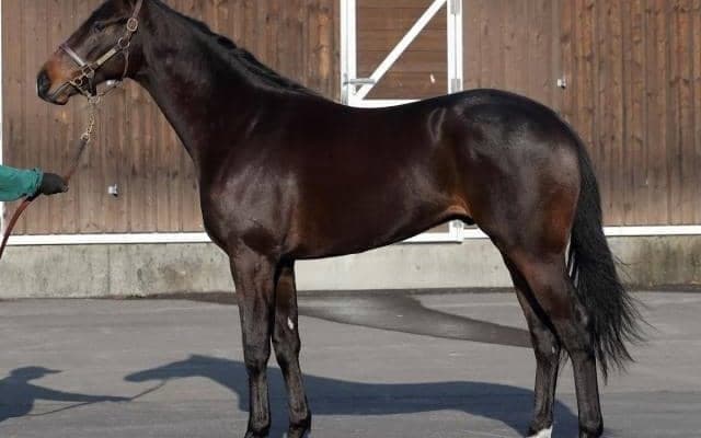 ハートレーの全弟フォーグッドが戸崎圭太騎手でデビュー/関東馬メイクデビュー情報