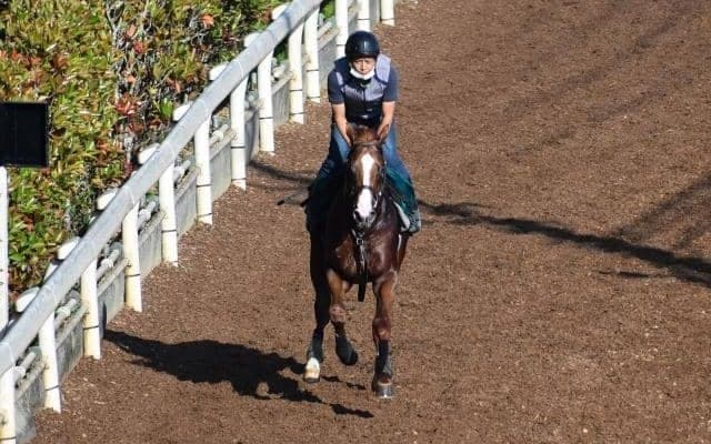 ベストウォーリアの弟メジャーアドバンスなど、先週の入厩情報/栗東トレセンニュース