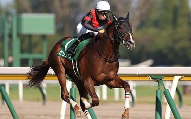 新潟2歳Sとの相性も良好　マイル戦に強く2歳戦全般で活躍するダイワメジャー産駒