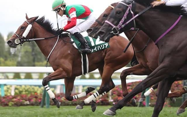 「母方にサンデーサイレンスとトニービン」成績優秀なロードカナロア産駒の配合パターン