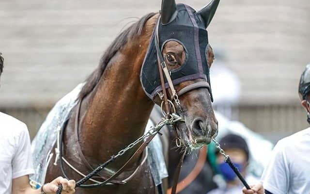 【新潟記念予想オッズ】エプソムC覇者ザダルが1番人気