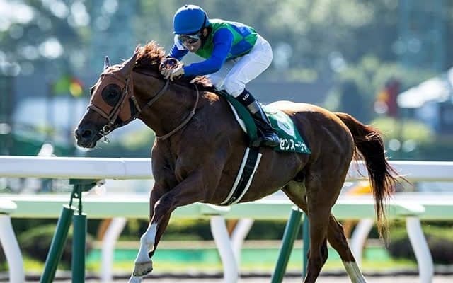 【AI予想】波乱含みの新潟記念でレース傾向からも期待できそうな1頭