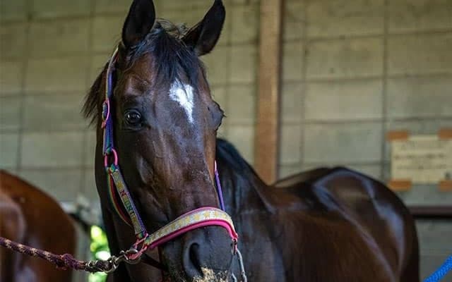 「繁殖牝馬から乗馬へ」“帝王”の血を受け継ぐ馬を支援するトウカイテイオー産駒の会