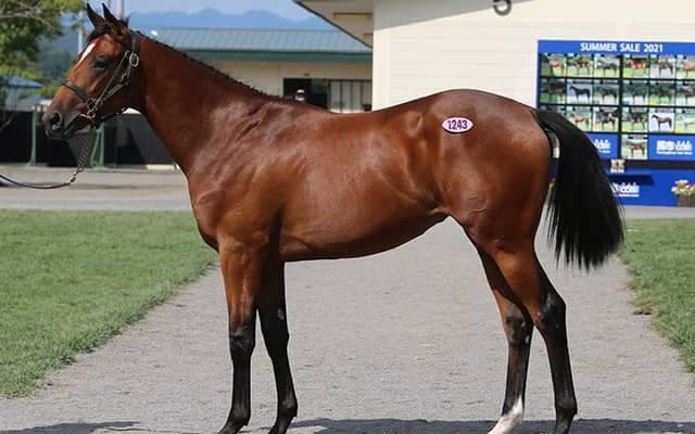 総売上は約70億円と過去最高に　最終日まで活況が続いたサマーセール