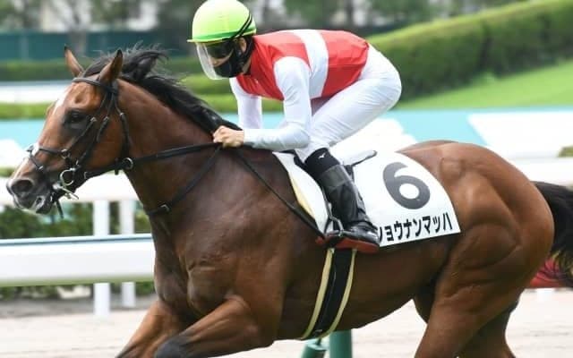 【小倉2歳S枠順確定】ショウナンマッハは3枠3番、スリーパーダは7枠7番