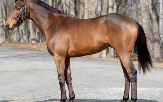 今週は桜花賞馬の産駒が多数出走！ エールトゥヘヴンが福永祐一騎手でデビューなど/関東馬メイクデビュー情報