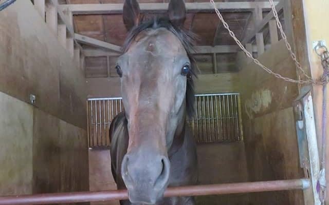 ダイユウサクの再現!? 大波乱のJDDから2か月…“あっと驚くキャッスルトップ”の近況