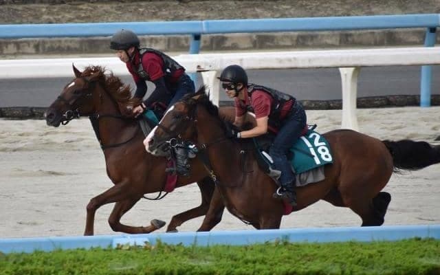 ラニカイなど、先週のゲート試験/栗東トレセンニュース
