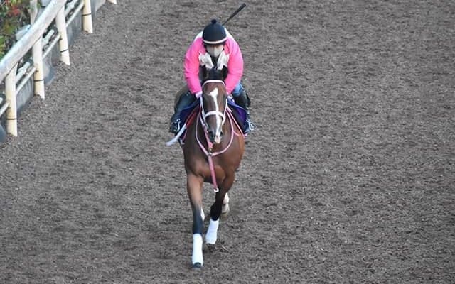 【セントウルS想定騎手】レシステンシアはC.ルメール騎手、カレンモエは松山弘平騎手