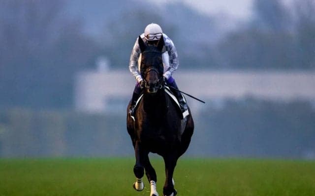 良血馬多数！新たな一口馬主クラブ「インゼルサラブレッドクラブ」が募集開始