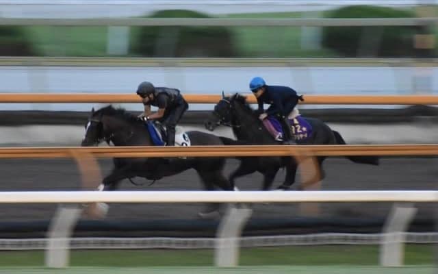 シャフリヤール、神戸新聞杯2週前追い切り速報/栗東トレセンニュース