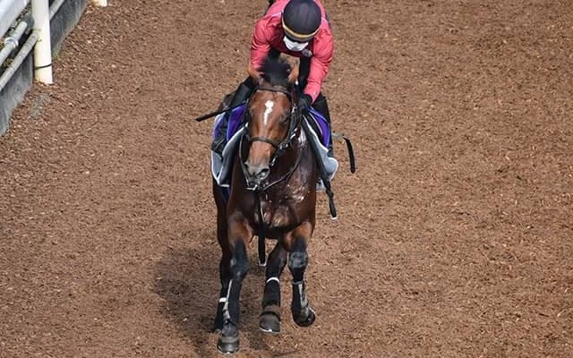 【京成杯AH想定騎手】グレナディアガーズは川田将雅騎手、カラテは菅原明良騎手