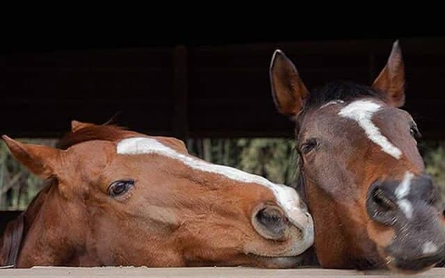 「トウカイテイオーの子だからきっと…」半年以上の療養を経て回復した“奇跡の血”