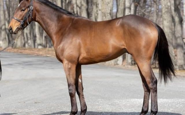 【JRA新馬戦】ハープスターの仔ライラスターなどがデビュー