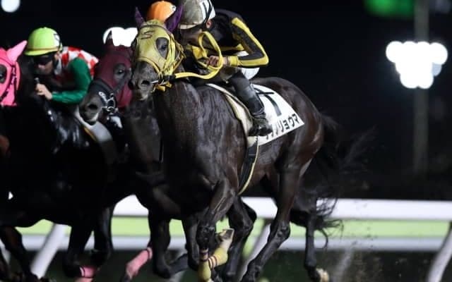 【大井・つばめ特別結果】張田昂騎手騎乗の良血サブノリョウマが勝利