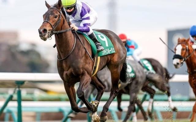 【紫苑S枠順確定】ファインルージュは6枠11番、エクランドールは2枠4番