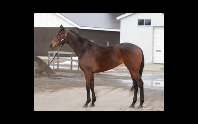 サラキア、サリオスら兄姉がこぞって活躍。厩舎の期待も大きい血統馬サリエラの動向