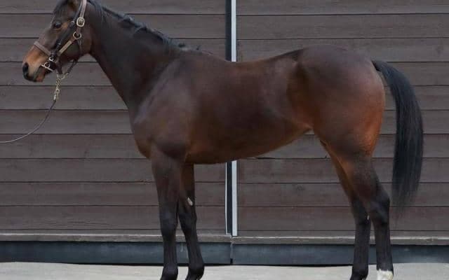 母は豪G1を2勝、ロムネヤが戸崎圭太騎手でデビュー/関東馬メイクデビュー情報