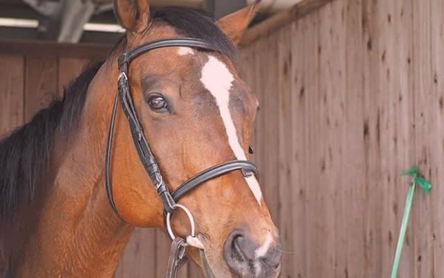 トウカイテイオー産駒の乗馬転向…バトンをつないだヤマニンバッスルの活躍