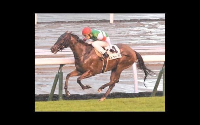 ローズSの注目は「夏の上がり馬」２頭。血統やコース適性は文句なし