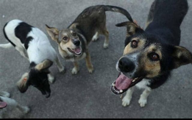 捨て犬の里親探しを支援！ ルーマニアでサッカー選手がワンちゃんと入場