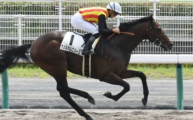 新種牡馬サトノアラジン産駒がダートで好調、JRAでは9戦全て人気以内に