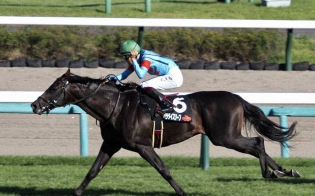 【MジャングルポケットC】パラダイスリーフが約2年2ヶ月振りのレースを快勝