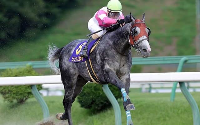 【大井・東京盃】クラスターC覇者のリュウノユキナなど　JRA・南関東所属の選定馬が発表