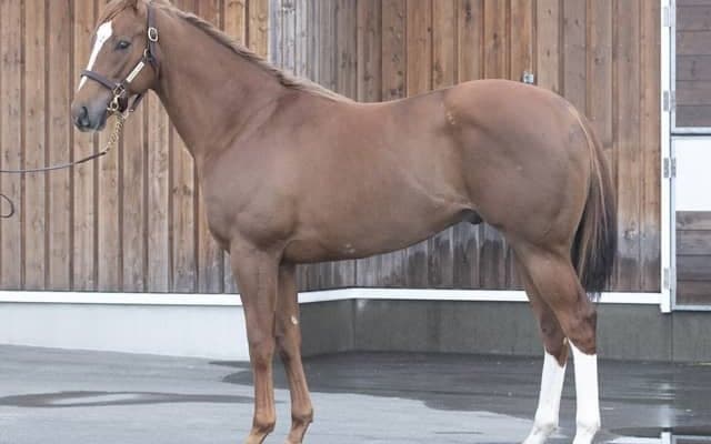 母は重賞3勝のモーリス産駒、グランプレジールが石橋脩騎手でデビュー/関東馬メイクデビュー情報