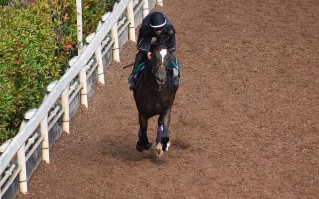 ダノンファンタジー半弟セレブレイトガイズがデビュー/関西馬メイクデビュー情報