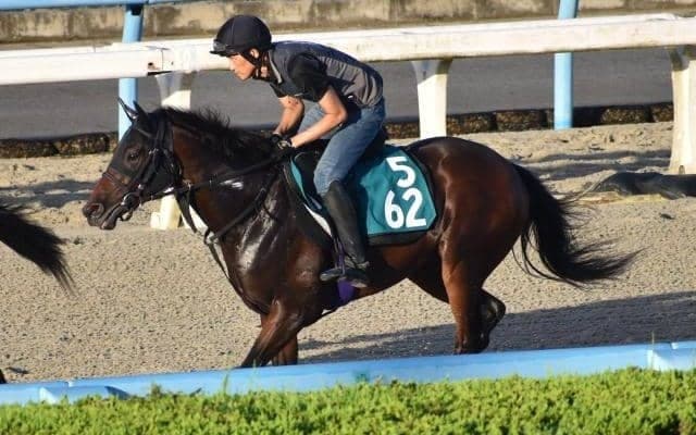 リアドなど、先週の入厩情報/栗東トレセンニュース