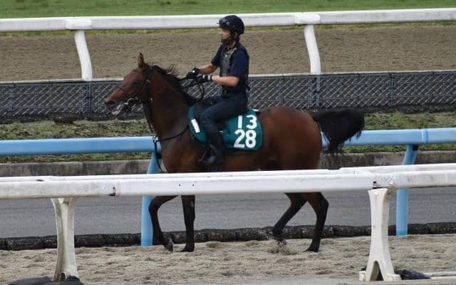 パンドレアなど、先週のゲート試験/栗東トレセンニュース
