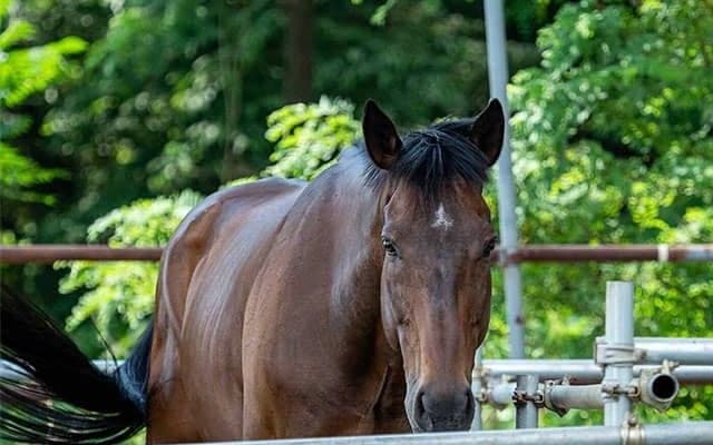 引退後も幸せな余生を…産駒たちの中で永遠に生き続けるトウカイテイオー