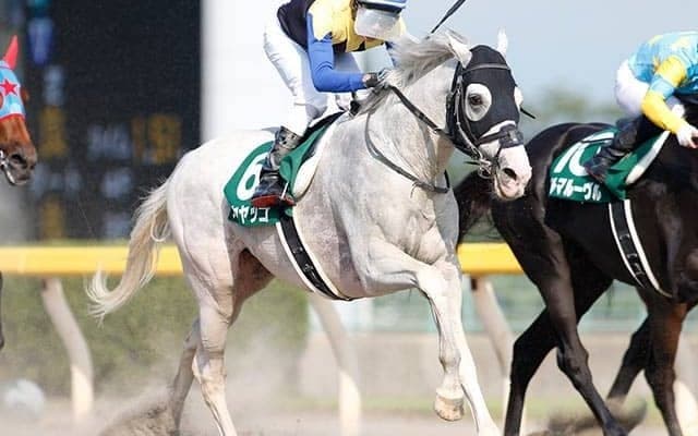 【シリウスS想定】白毛馬ハヤヤッコ、ジャパンダートダービー2着のゴッドセレクションなど