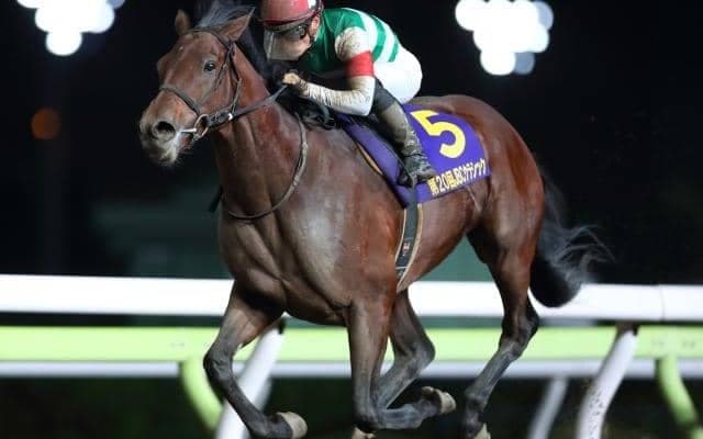 【船橋・日本テレビ盃出走予定馬】クリソベリル、ダノンファラオら