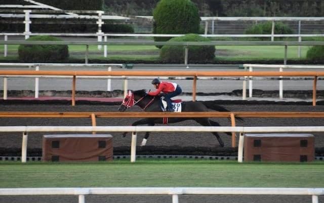 【オールカマー注目馬】重賞で2着5回、3着7回…　善戦マンが3年ぶりの勝利を目指す