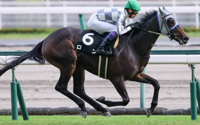 【野路菊S】石橋守師「一旦放牧」ロンがデビュー2連勝