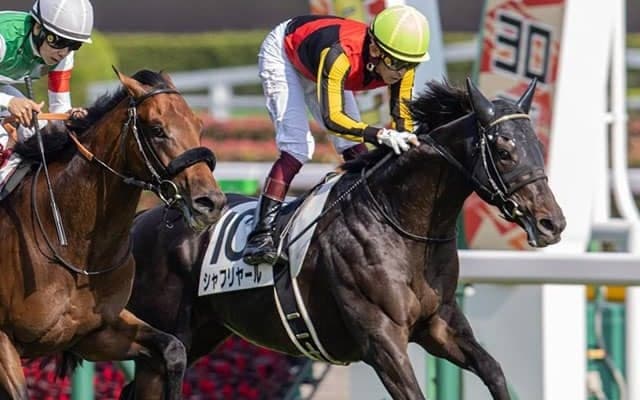 【神戸新聞杯・馬体重】シャフリヤールは452kg(+8)、ステラヴェローチェは506kg(+18)